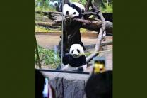 안녕, 샤오샤오·레이레이... 일본, 54년 만에 '판다 없는 나라'로