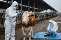 유럽, 고병원성 조류인플루엔자 비상… ‘소 감염’ 및 ‘변이 확산’ 