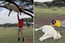 아프리카 '약물 취한 사자' 체험 논란