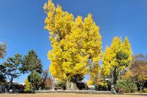 '더 글로리' 900년 은행나무 '청주 압각수' 천연기념물 됐다 