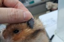 햄스터 등 동물 학대 SNS게시자 신원 확인...22마리 긴급 격리