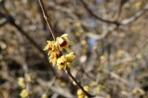 [포토뉴스] 입춘맞아 화사한 봄꽃 개화한 천리포수목원