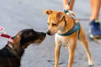 세 집 중 한 집, 반려동물 키운다 - 반려동물 양육현황 조사