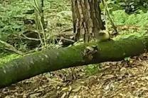 국립공원공단, 2026년 설맞이 '국립공원 야생동물 희귀 영상' 공개