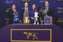 제 13회 마스터스 어질러티 최종 챔피언,  보더콜리 '프루브잇(Prove-it)'