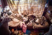 춘천 아파트 '애니멀 호딩' 비극 반복… "구조해도 또 데려와" 이웃 고통 심화