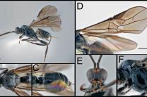 산림청 국립수목원, 제주 미기록 고치벌 발견