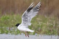 2월 ‘이달의 멸종위기 야생생물’ ‘검은머리갈매기’