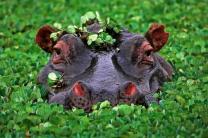 오늘(2월15일)은 '국제 하마의 날(World Hippo Day)'