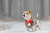 "개도 저체온증에 걸릴까?" - 개의 저체온증: 징후 및 치료