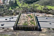 캘리포니아, 세계 최대 ‘야생동물 교차로’ 완공 눈앞… 최종 펀딩 확보