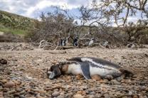 &nbsp;"퓨마가 파타고니아로 돌아왔고, 펭귄은 그 대가를 치르고 있다."