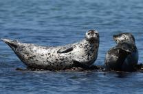 3월의 멸종위기 야생생물로 ‘물범’ 선정