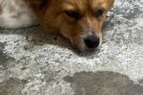 WAN "모로코, 2030년 월드컵 앞두고 유기견 살해"..FIFA에 공개 조사 촉구