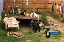 유실‧유기 동물 발견 시 1577-0954로 신고하세요