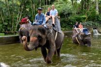인도네시아, 아시아 최초 '코끼리 탑승' 전면 금지...관광 산업 새 이정표 