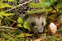 스위스, 고슴도치를 '2026 올해의 동물'로 선정