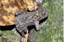 국내 156개 섬에서 개구리류 12종 서식…청개구리 가장 많아