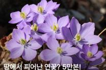  땅 위에서 피어난 연꽃! 깽깽이풀 군락지를 소개합니다.