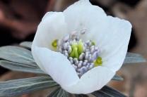 국립수목원, 한국 특산식물 ‘변산바람꽃’ 개화 소식 