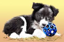 개들도 악몽을 꾸나요?