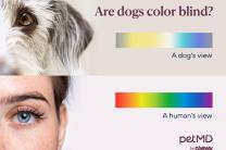 개는 어떤 색을 볼 수 있나요?
