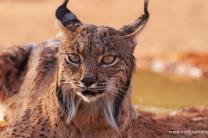 2026년 지구의 날에 기적적으로 부활한 동물 5종 