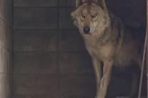 대전 오월드, '늑구' 안정 위해 영상 사진 공개 않기로 