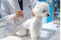 서울시, "안전한 산책 위해 광견병 예방접종 꼭 하세요"