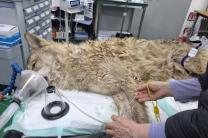 동물단체들 “늑구 탈출&포획…야생동물 전시 중단 촉구”