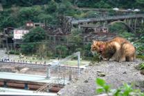"기분 나빠서" 대만 허우통 고양이 마을서 페퍼 스프레이 분사한 28세 남성 검거