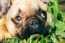 개 풀 뜯어먹는 소리?