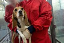 영국 실험실에서 드러난 동물실험 잔혹 행위