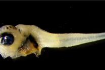 어린 참다랑어, 동해 강원 북부 해역에도 출현...수온 상승 영향