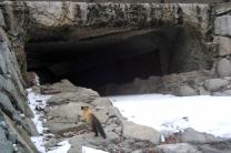 '생태통로', 야생 동물 '로드킬' 감소에 뚜렷한 효과