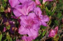 산철쭉 개화시작...작년보다 열흘 빨라