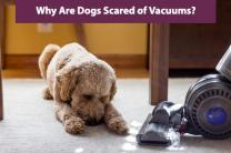 개들은 왜 진공청소기를 무서워할까?