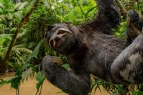 플로리다 관광 명소 '슬로스 월드', 나무늘보 31마리 폐사 후 폐쇄