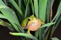  ‘수원청개구리’ , 4월 ‘이달의 멸종위기 야생생물’