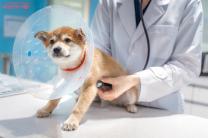 동물병원 마약류 취급 관리 강화, 오남용 근절에 총력