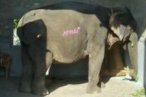 인도, 사진 촬영 중 분홍색 칠해진  사육 코끼리 사진 논란