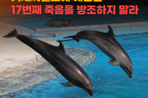 동물자유연대, "거제 씨월드에 예견된 17번째 고래의 죽음을 방조하지 말라"