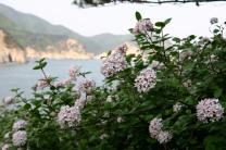4월 ‘우리의 정원식물’,  분꽃나무(Viburnum carlesii Hemsl.)