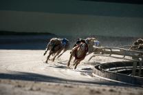 '잔인한 스포츠' 그레이하운드 경주 전면 금지 요구 거세져 -The Gardian