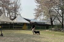 경기도, “맹견 키우려면 올해 말까지 꼭 허가 받으세요”