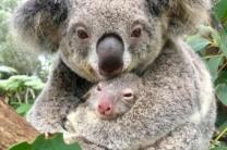 호주서 코알라 차량에 묶어 끌고 간 혐의로 67세 남성 체포