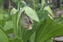 희귀 난초 '광릉요강꽃', 국립수목원서 활짝