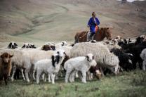 2026년 세계 목초지 및 목축민의 해...알아야 할 다섯 가지