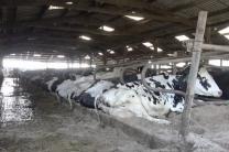 '배터리 카우(Battery Cow)'  확산, 영국 전역에서 논란  