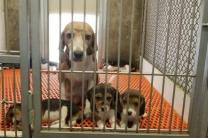 온타리오주, 캐나나 최초로 개와 고양이 대상 실험 금지 법안 통과